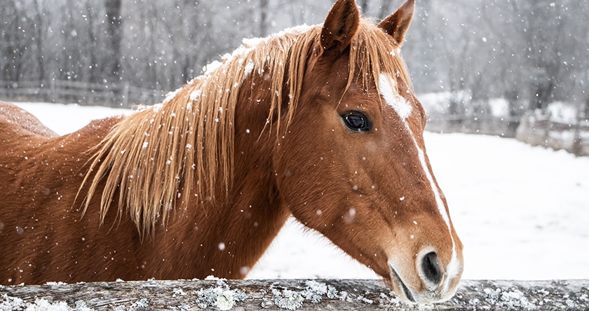 « Quels soins en hiver pour mon cheval ? », Baptiste, 28 ans