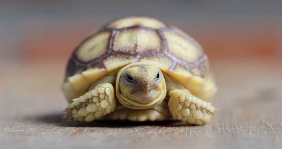 « Comment bien accueillir une tortue terrestre ? » Kenny, 29 ans