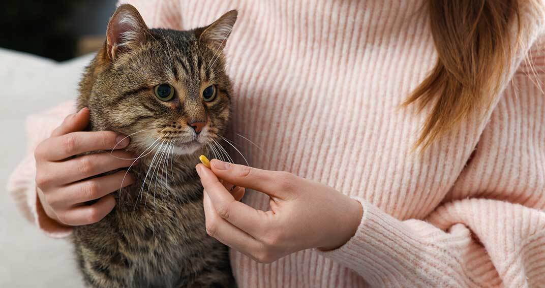 Comment faire avaler un comprimé à un chat ?