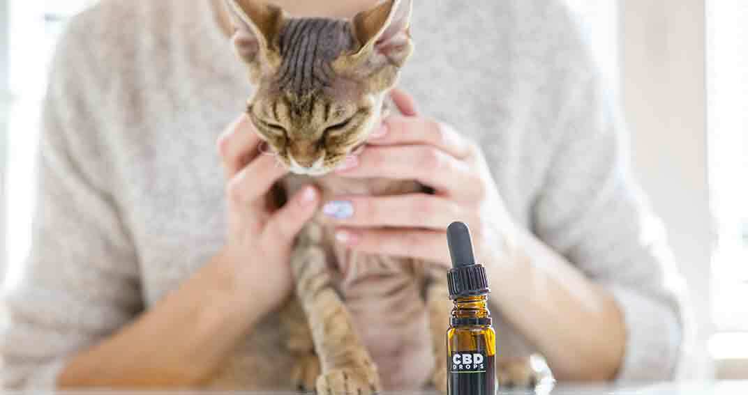 De l’huile de chanvre pour les chats ?