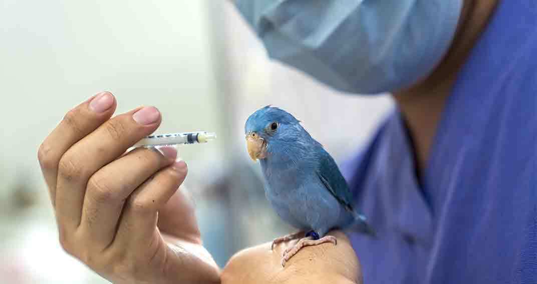 Donner un médicament oral à un oiseau