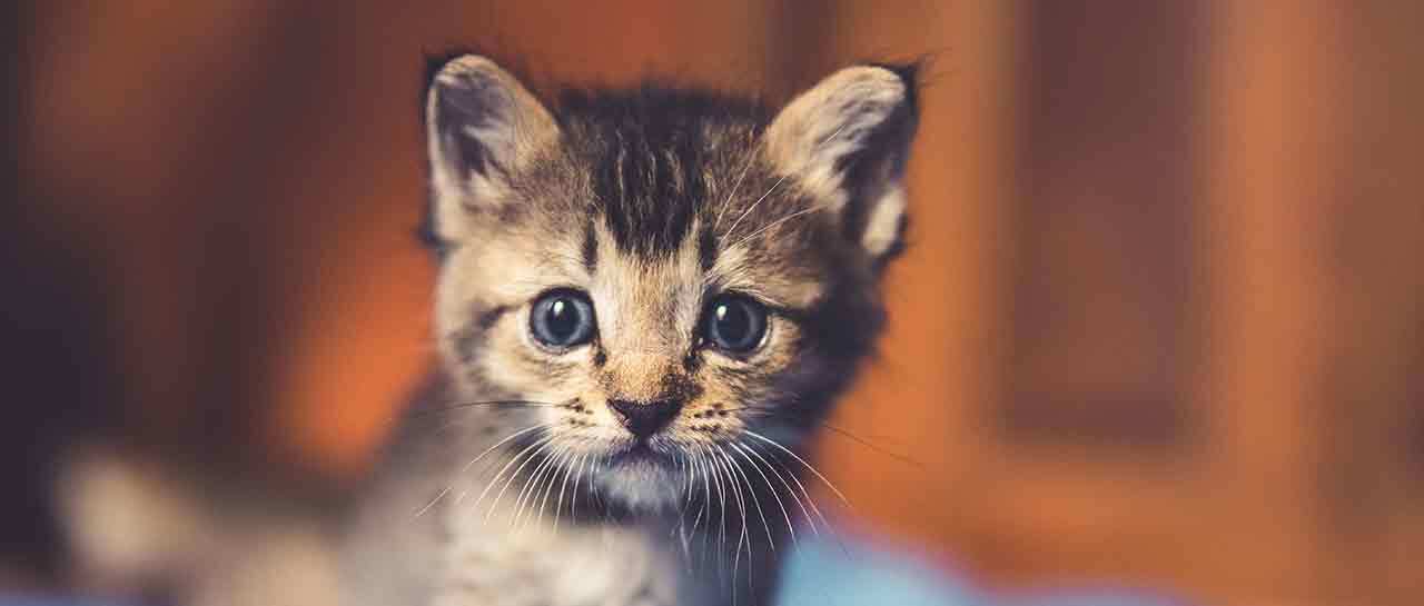 Éduquer un chaton orphelin : rigueur et patience