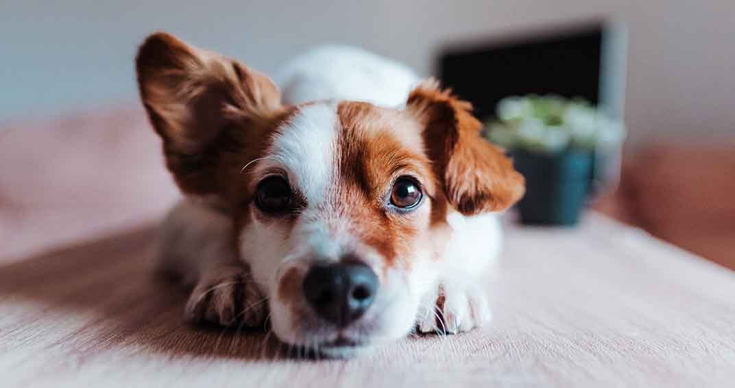 Faut-il nettoyer les oreilles d’un chien ?