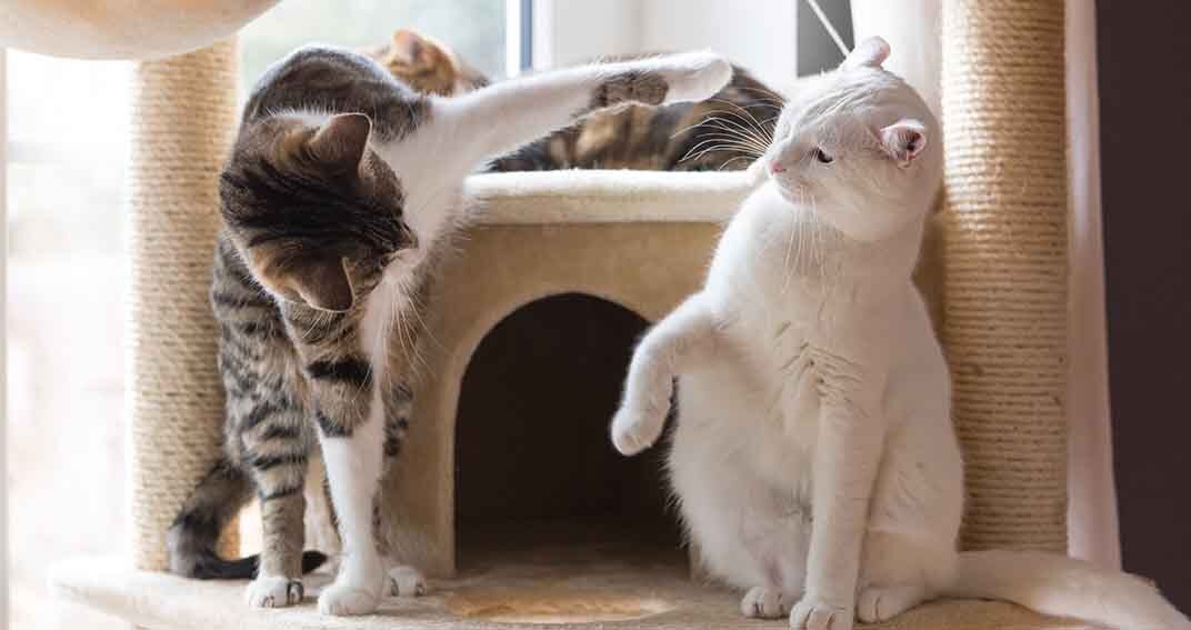 Jeu ou conflit entre chats : comment savoir ?