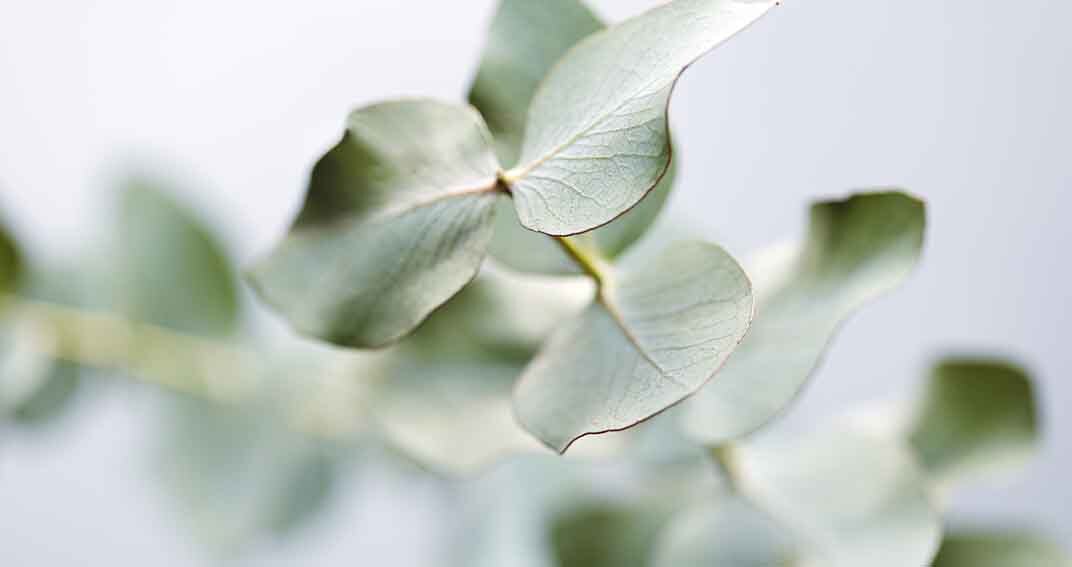 L’eucalyptus, une plante aux mille vertus