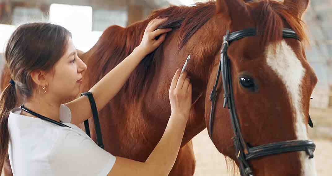 La vaccination des chevaux contre la grippe
