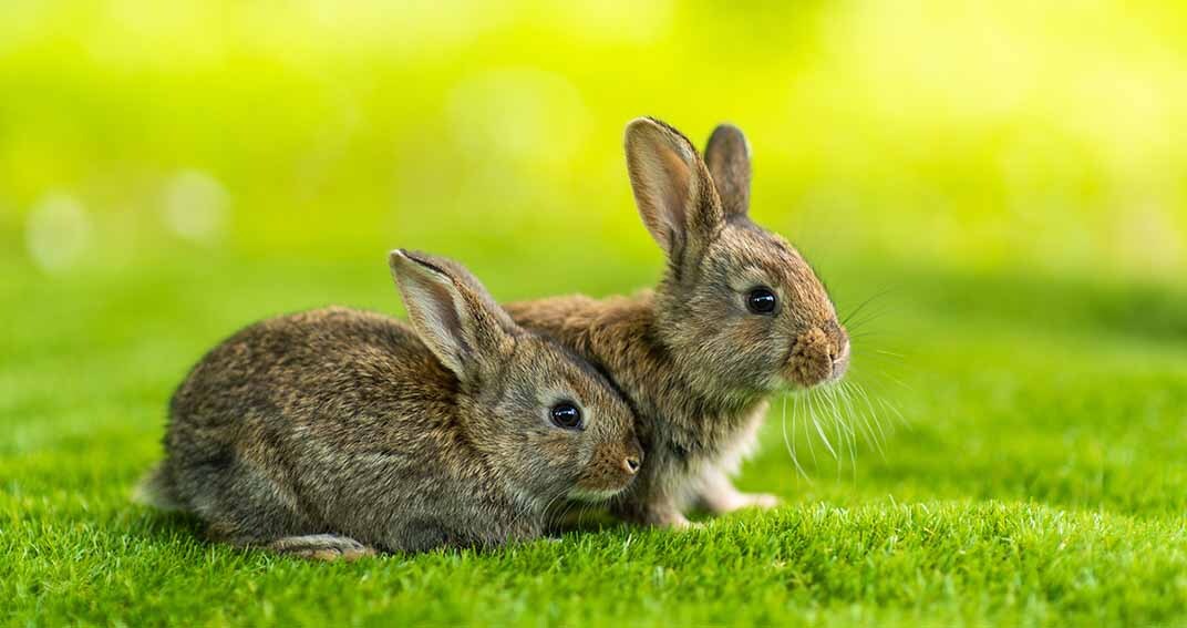 Les troubles du comportement des lapins
