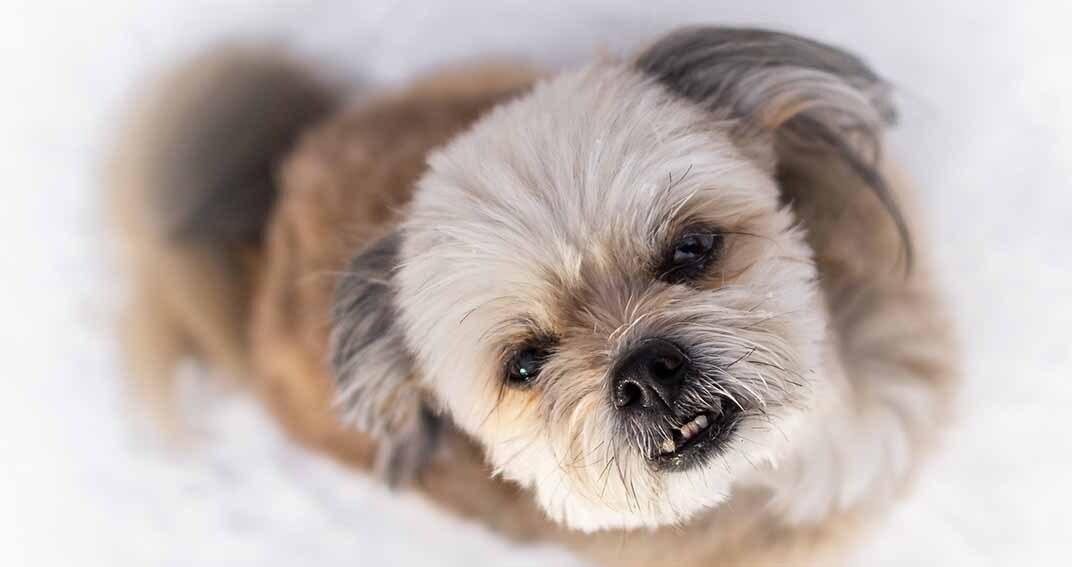 Maladie parodontale : petits chiens, grandes menaces
