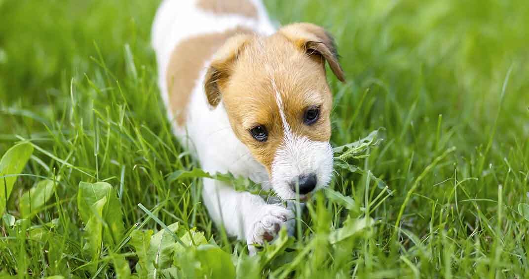 « Mon chien mange trop d’herbe… » Emmanuelle, 50 ans
