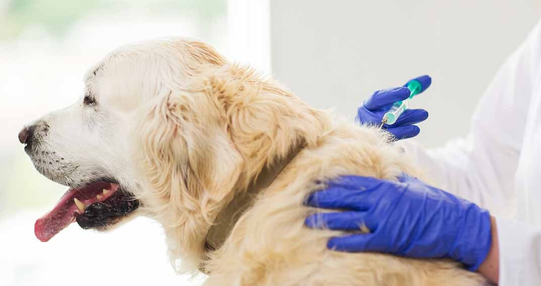 « Pourquoi vacciner mon chien ? », Henry, 68 ans
