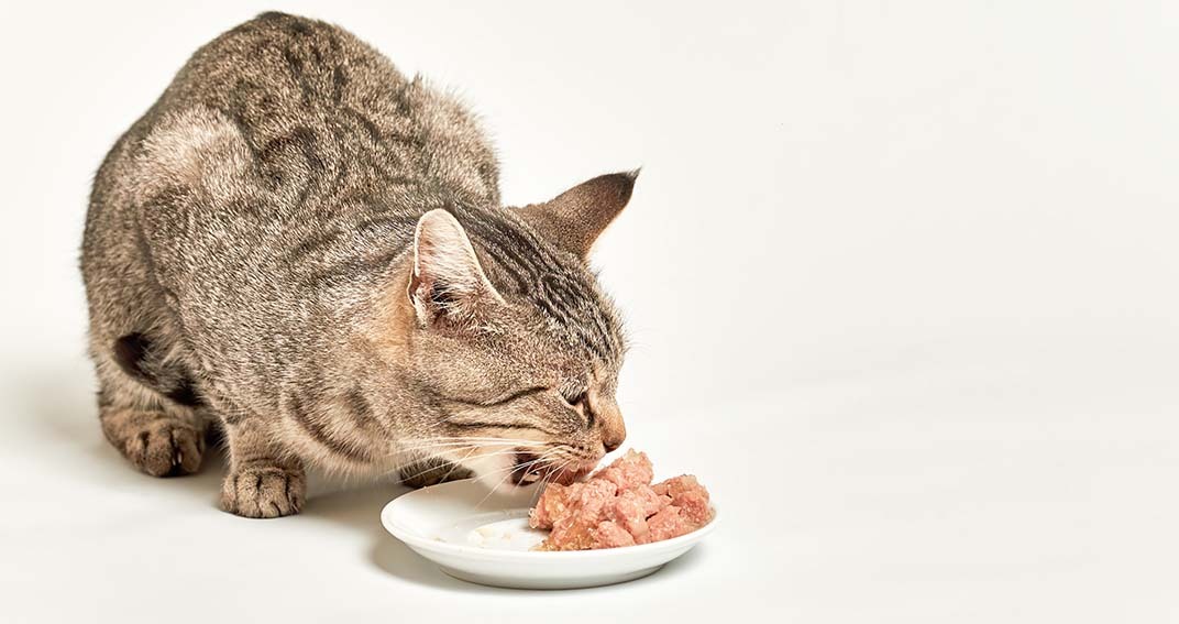 « Quelle alimentation pour mon chat stérilisé ? » Augustin, 36 ans