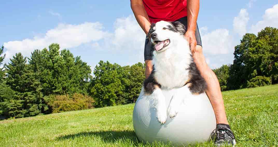 Soulager les chiens arthrosiques