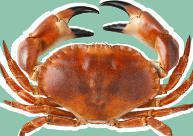 Pourquoi cancer = crabe ?