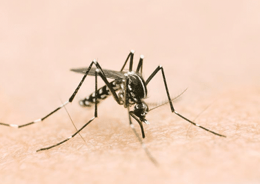 Ce qu’il faut savoir sur le virus Zika