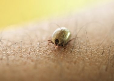 Maladie de Lyme : où en est-on en 2017 ?