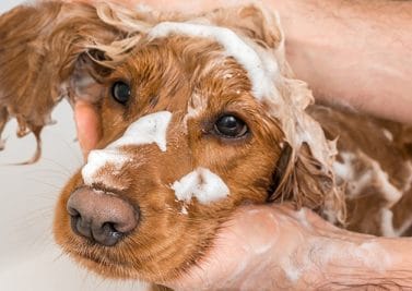 Peut-on faire un shampoing à son chien ?