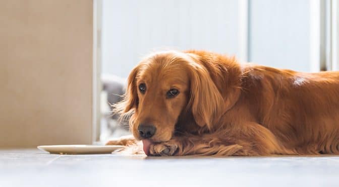 Dermatite atopique canine : traitements locaux