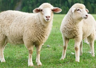 Des moutons pour tondre la pelouse