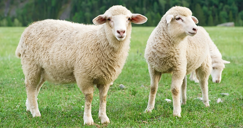 Des moutons pour tondre la pelouse