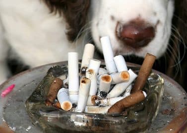 Le tabagisme passif : nocif pour les animaux
