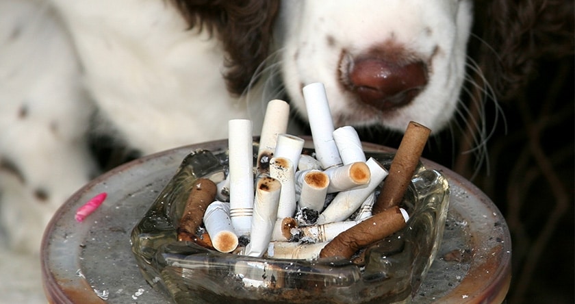 Le tabagisme passif : nocif pour les animaux