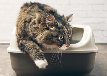 Comment réagir quand un chat urine hors de sa litière