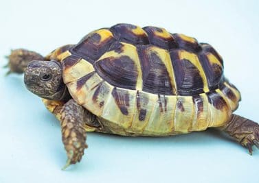 La carapace des tortues : pas si solide !