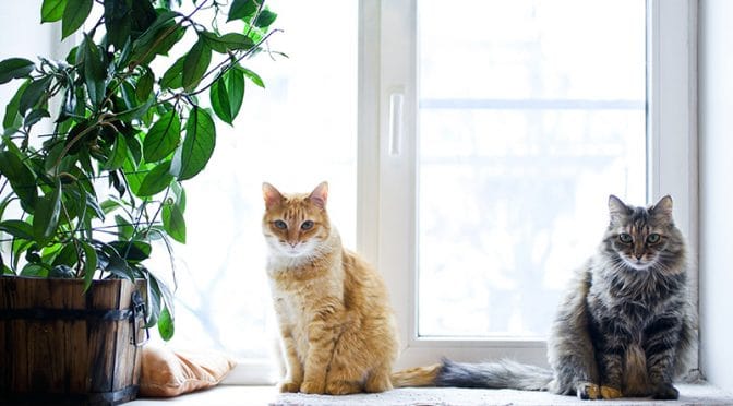 Accueillir un deuxième chat : quelles précautions ?