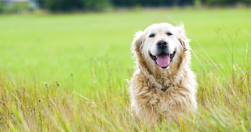 Arthrose canine : les nouveaux traitements