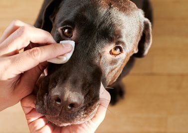 « Quand et comment nettoyer les yeux de mon chien ? », Hector, 67 ans