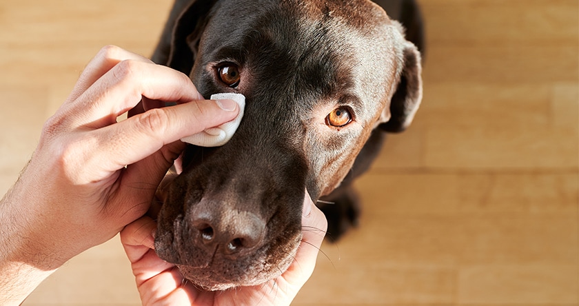 « Quand et comment nettoyer les yeux de mon chien ? », Hector, 67 ans