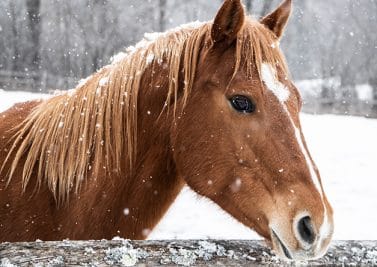 « Quels soins en hiver pour mon cheval ? », Baptiste, 28 ans