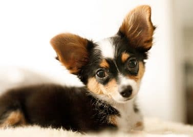 Comment nettoyer les oreilles d’un chien ?