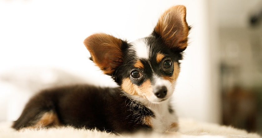 Comment nettoyer les oreilles d’un chien ?