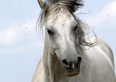 Les répulsifs antimouches pour chevaux