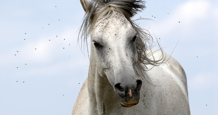Les répulsifs antimouches pour chevaux