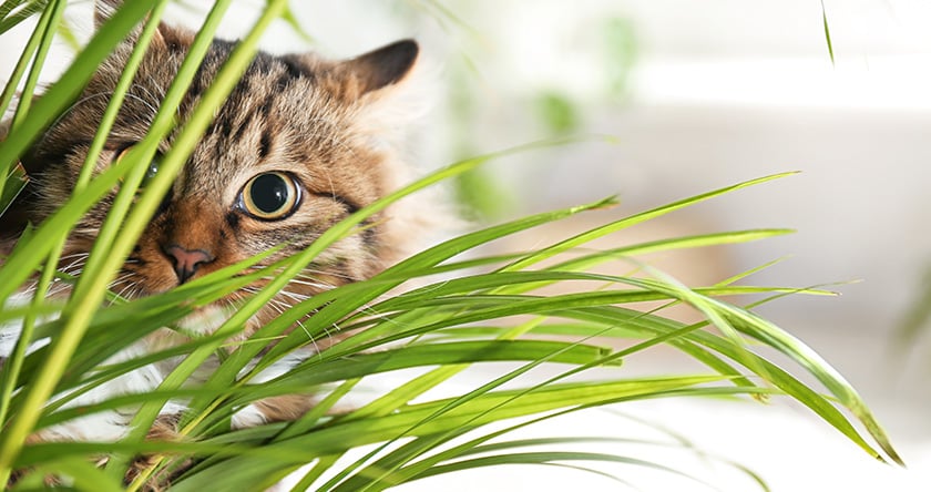 Les plantes dangereuses pour les chats