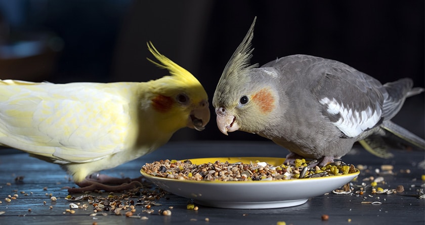 Des vitamines pour les oiseaux en période de mue